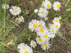 Erigeron divergens