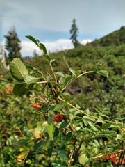 Sorbus sitchensis