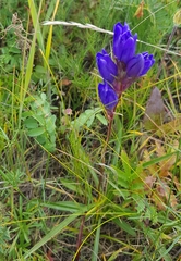 Gentiana decumbens