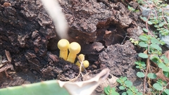 Leucocoprinus birnbaumii
