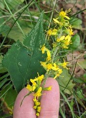 Solidago flexicaulis