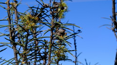 Hakea recurva