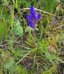 Gentiana decumbens