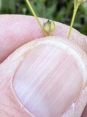 Linum virginianum