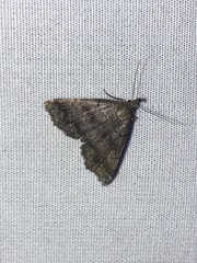 Phalaenostola larentioides