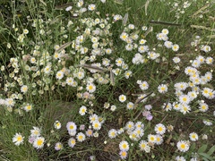 Erigeron divergens
