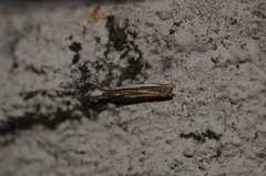 Crambus