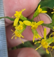 Solidago flexicaulis