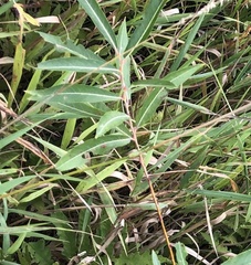 Salix eriocephala