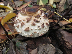 Chlorophyllum rhacodes
