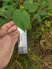 Solidago flexicaulis