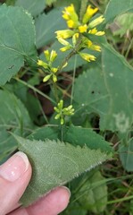 Solidago flexicaulis