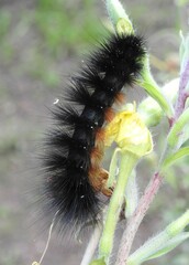 Apantesis incorrupta