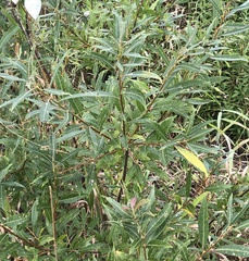 Salix eriocephala