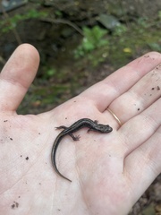 Desmognathus ochrophaeus