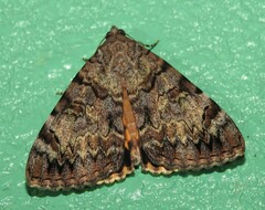 Catocala desdemona