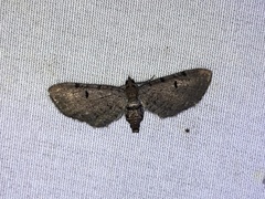 Eupithecia absinthiata