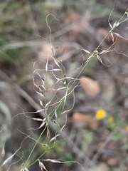 Muhlenbergia montana