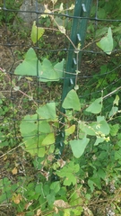 Persicaria perfoliata
