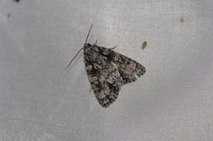 Acronicta marmorata