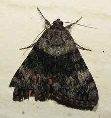 Catocala desdemona