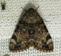 Catocala desdemona