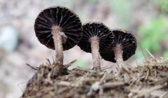 Deconica