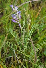 Astragalus onobrychis
