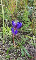 Gentiana decumbens