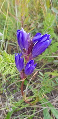 Gentiana decumbens
