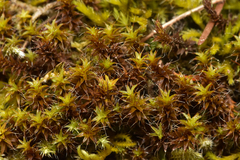 Syntrichia