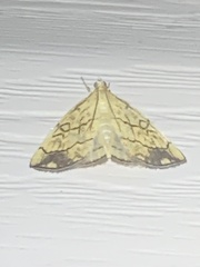 Evergestis pallidata