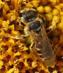 Halictus ligatus