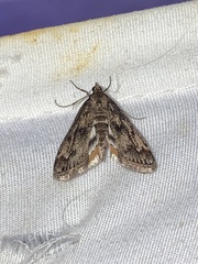 Parapoynx obscuralis