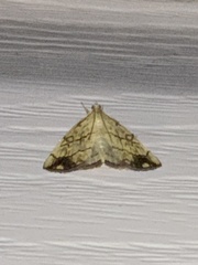 Evergestis pallidata