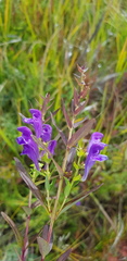Scutellaria baicalensis