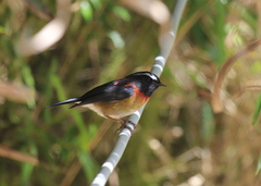 Tarsiger johnstoniae