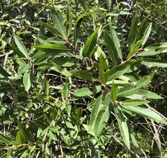 Salix eriocephala