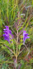 Scutellaria baicalensis