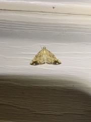 Evergestis pallidata