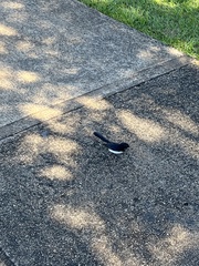 Rhipidura leucophrys