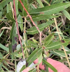 Salix eriocephala
