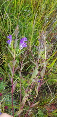 Scutellaria baicalensis