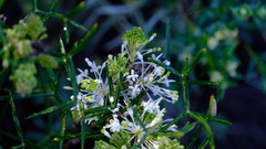 Grevillea biternata