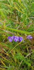 Scutellaria baicalensis