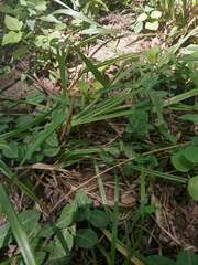 Euonymus fortunei