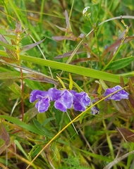Scutellaria baicalensis