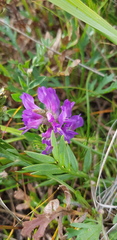 Astragalus danicus