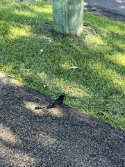 Rhipidura leucophrys