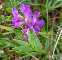 Astragalus laxmannii
